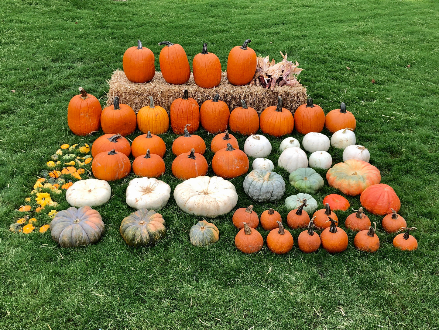 Pumpkin Palooza (Premium)