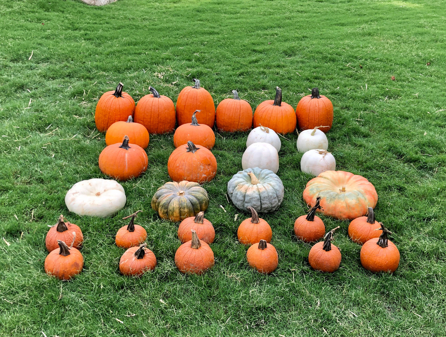 Pumpkin Spice (Classic)