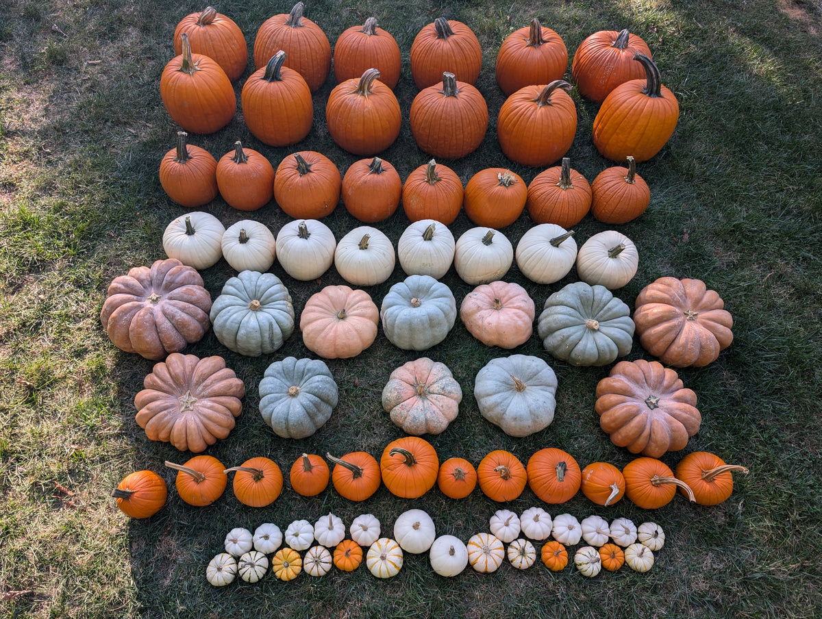 Pumpkin Palooza (Premium)
