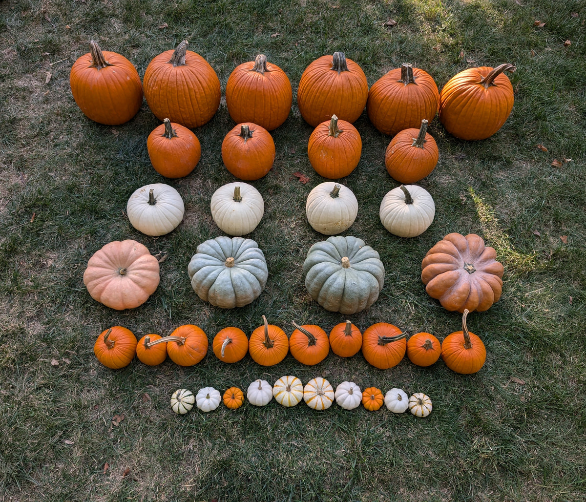 Pumpkin Spice (Classic)